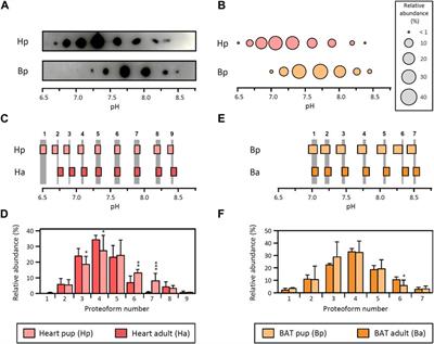 The response to fasting and refeeding reveals functional regulation of lipoprotein lipase proteoforms